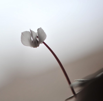 C._coum_f._albissimum.jpg