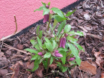 0017_Helleborus_SP_Elly.jpg