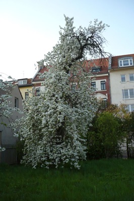 birnbaum1.jpg