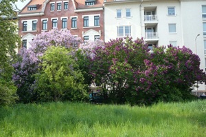 Fliederhecke.jpg
