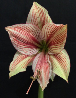 Hippeastrum_Exotic_Star_01-2015_900x900_80KB.jpg