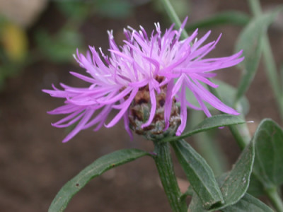 Schwarzliche_Flockenblume_S4_6330_94.jpg