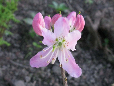 Rhododendron_vaseyi_3_1024x768.jpg