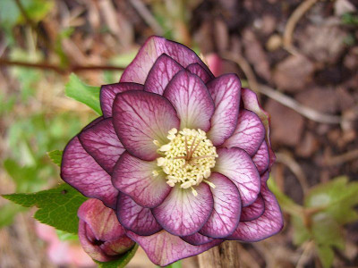 SS853901_80.jpg
