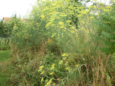 Hugel_6231_79.jpg