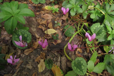 stadtcyclamen001.jpg