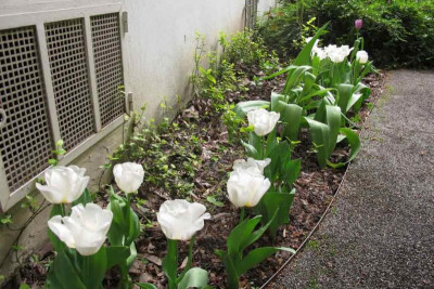 tulpencalgary0.jpg