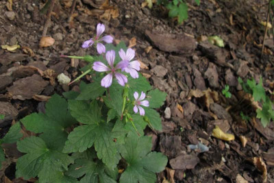 geranium-nodosum0.jpg