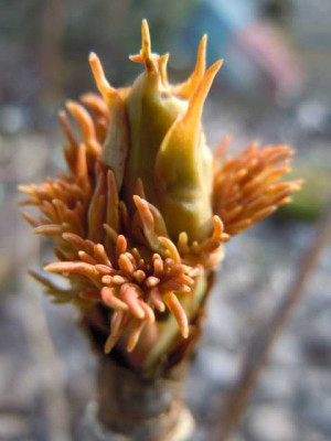 Strauchpfingstrosenknospe_nach_-17_Marz_2012.JPG