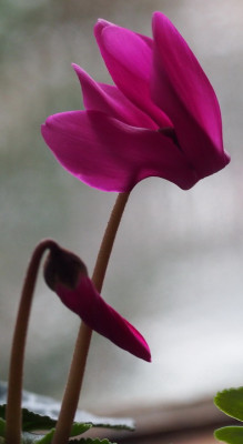 MiniAlpvlch_violett1GroA1_2015.JPG