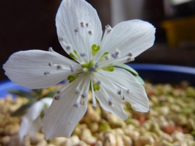 Eranthis_byunsanensis_17.1.2015.jpg