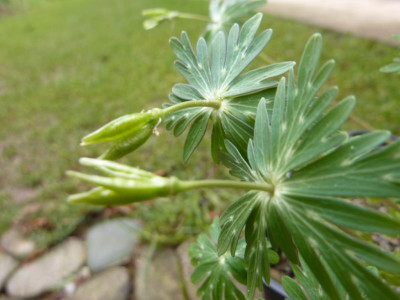 Eranthis_Samenkapseln_16.01.2015.jpg