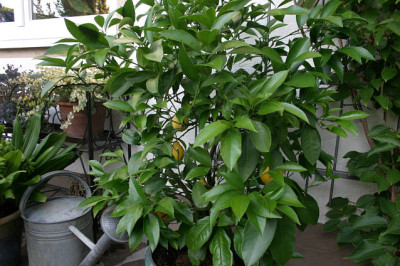 Zitronenbaum_Ferdinand_Meyer0108a.jpg