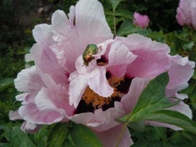 erste_Paeonies_mai_12_Ye_guang_bei006.JPG