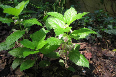 melittismelissophyllum00.jpg