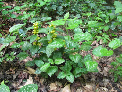 Lamium-argentatum0.jpg