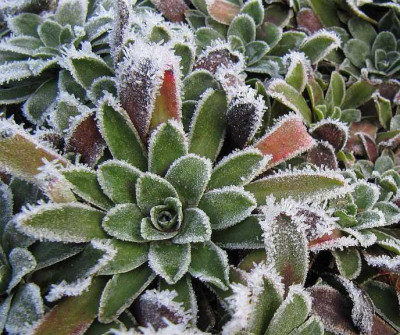 IMG_3462_Saxifraga_von_marcu_18-01-2015_.jpg