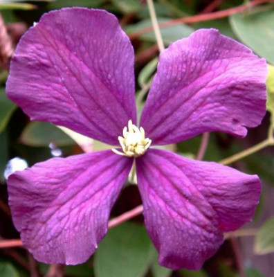 clematis1.jpg