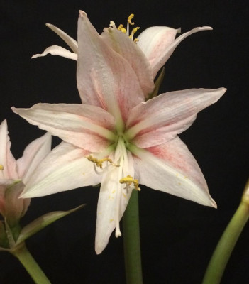 Hippeastrum_Sweet_Lilian_01-2015_999x999_80KB.jpg