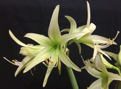 Hippeastrum_Evergreen_01-2015_999x999_80KB.jpg