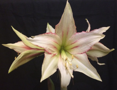 Hippeastrum_Magic_Green_01-2015_999x999_80KB.jpg