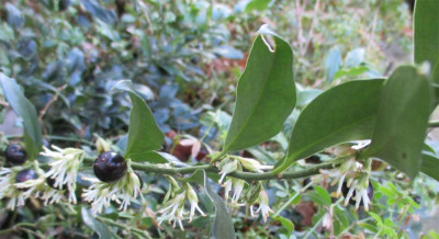 sarcococca-170115.jpg