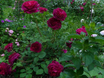 Munstead_Wood_2.jpg