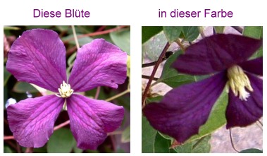 clematis-farbe_1.jpg