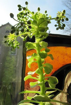 Aeonium_Blute_150118.jpg