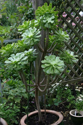 Aeonium0607b.jpg