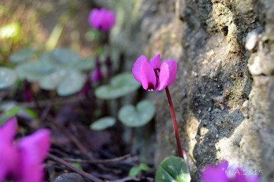 Cyclamen_coum_15-01-23.jpg