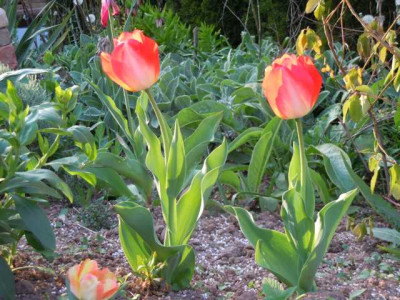Tulpen_bunt.JPG