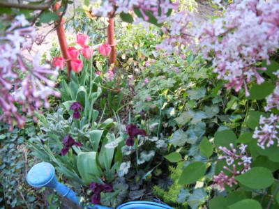 Tulpen_Ton_in_Ton.JPG