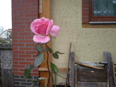 P1000755800_kB.jpg