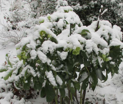 helleborus-240115.jpg