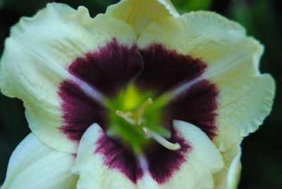 lilien_067.JPG
