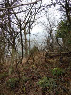 Mediterraner_Strauchwald_fragezeichen.JPG