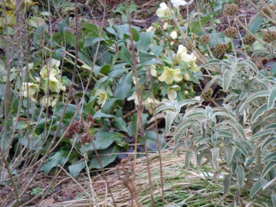 Helleborus_nigercors.JPG