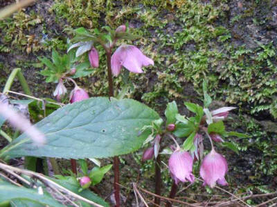 H._orientalis.JPG