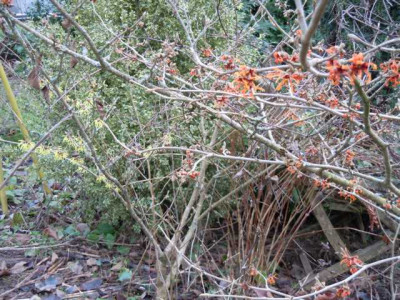 Hamamelis_Aphropromise.JPG