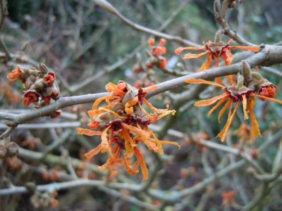 Hamamelis_Aphrodite.JPG