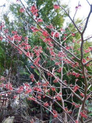 Hamamelis_Diane_nnnnn.JPG