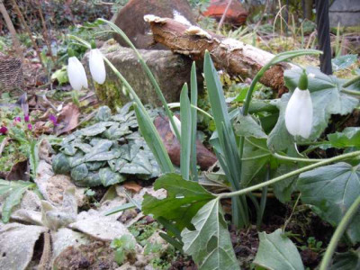 Galanthus_elwesii.JPG