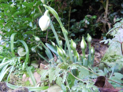 Galanthus_gefullt_Greatorex.JPG