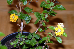 Blume.JPG