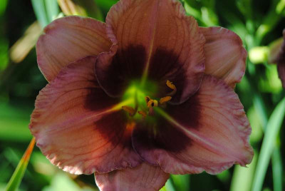 lilien_060.JPG