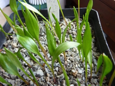 Erythronium_citrinum25.1.2015.jpg