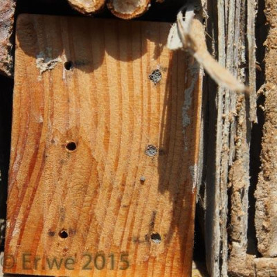 insektenhotel_holz_besiedelt_2014-06.jpg