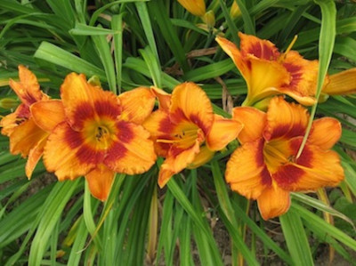 GT03-KR6.24_Tigerling_X_Cherry_Eyed__1801.jpg