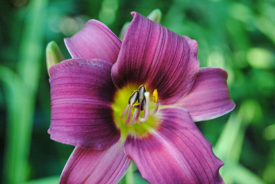 lilien_065.JPG